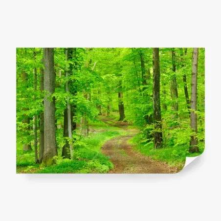 Fototapete ruhiger waldweg im frühling – Pixers®