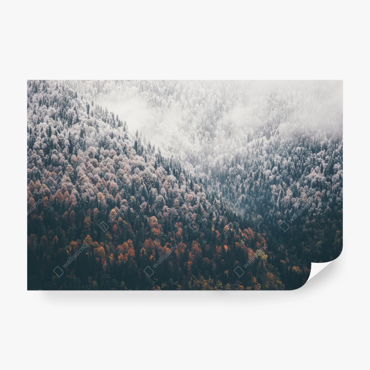 Fototapete nebliger herbstwald am schneebedeckten berg – Pixers®