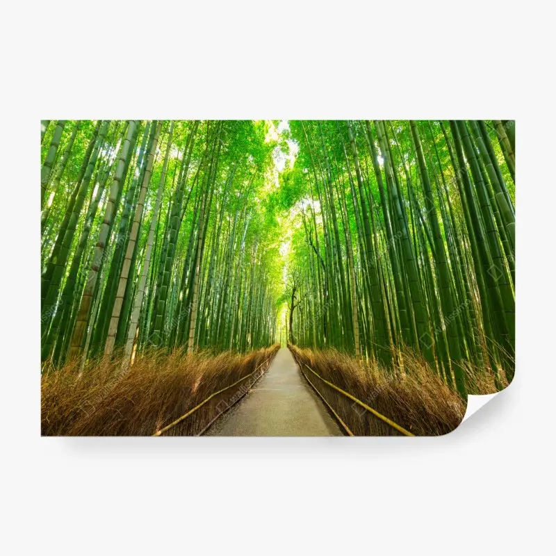 Fototapete ruhiger bambusweg in Kyoto