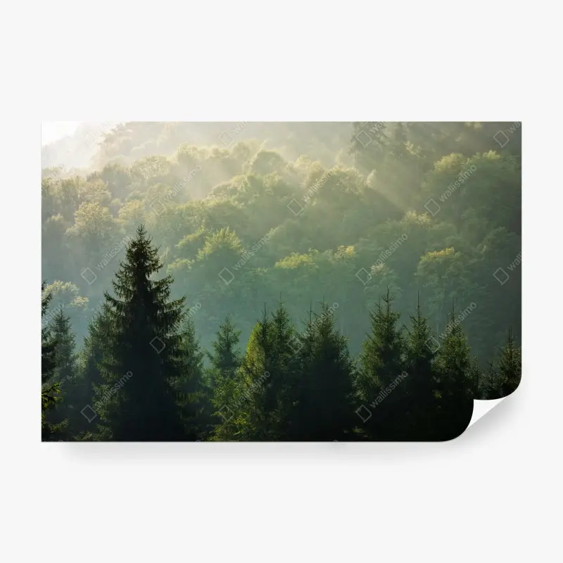 Fototapete nebeliger fichtenwald in den Karpaten bei sonnenaufgang
