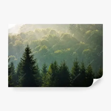 Fototapete nebeliger fichtenwald in den Karpaten bei sonnenaufgang – Pixers®