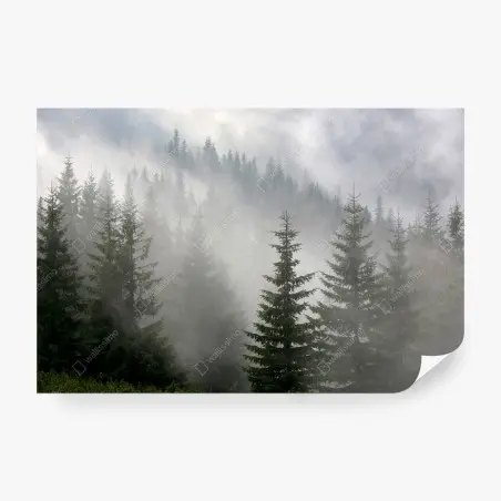 Fototapete nebliger kiefernwald im morgengrauen – Pixers®