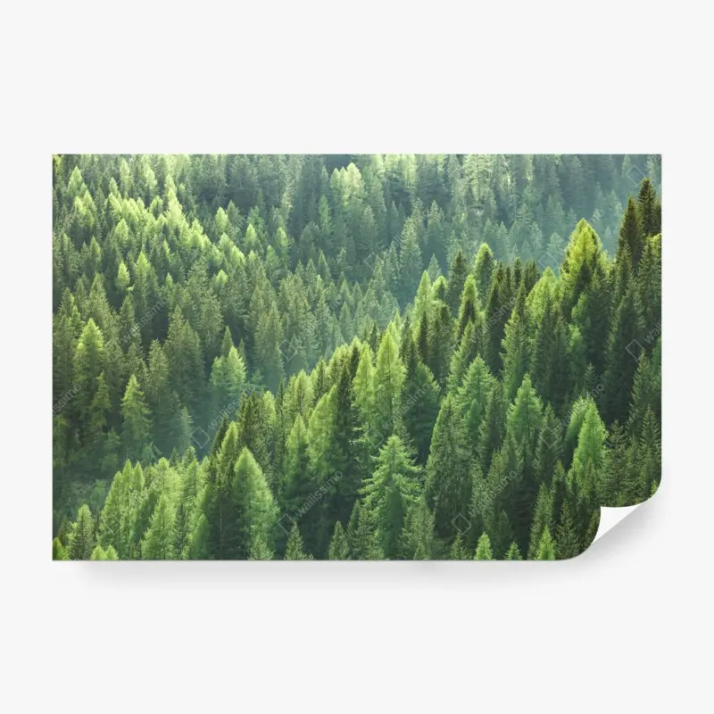 Fototapete üppige grüne waldpanorama