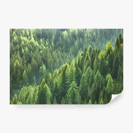 Fototapete üppige grüne waldpanorama – Pixers®