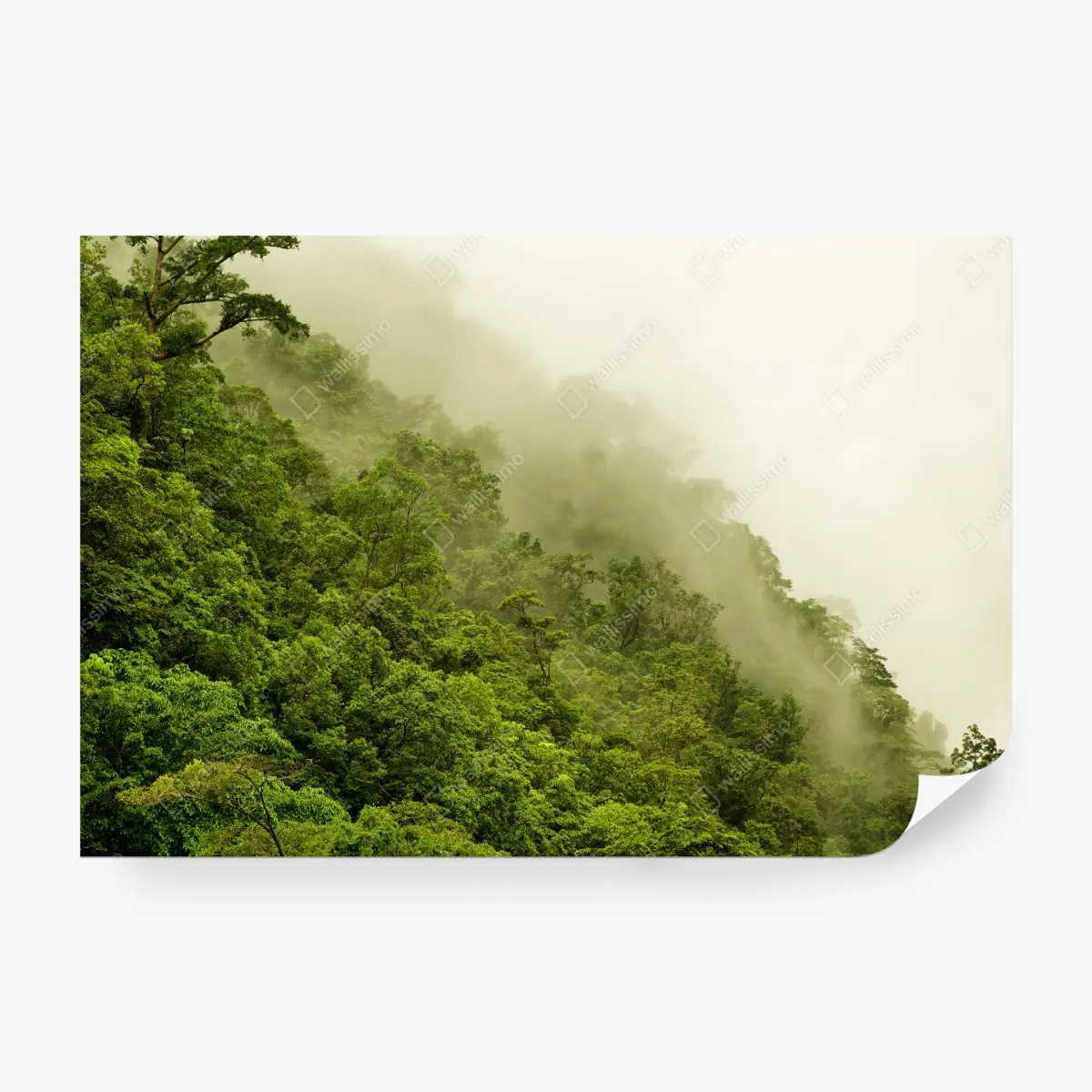 Fototapete nebeliger regenwald bei Cairns – Pixers®