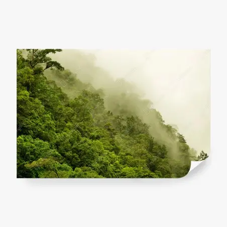 Fototapete nebeliger regenwald bei Cairns – Pixers®