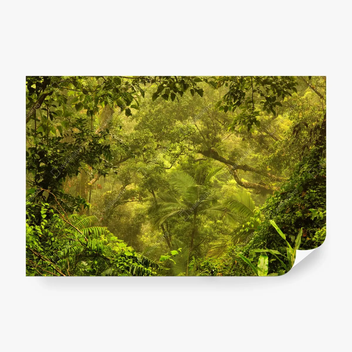 Fototapete üppiges regenwalddach bei Cairns – Pixers®