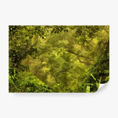 Fototapete üppiges regenwalddach bei Cairns – Pixers®