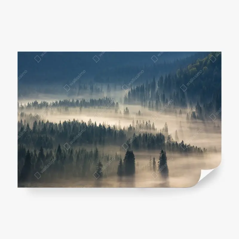 Fototapete nebliger nadelwald im morgengrauen
