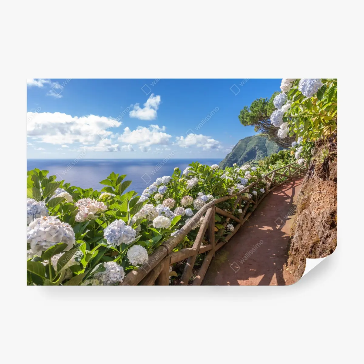 Fototapete küstenweg mit hortensien, São Miguel, Azoren – Pixers®