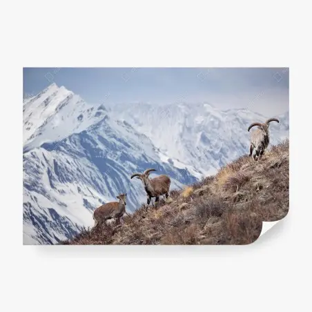 Fototapete wilde blaue schafe an einem hang im Himalaya, Manang, Nepal – Pixers®