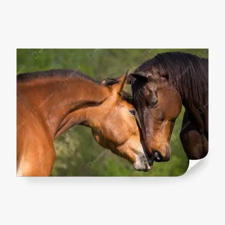 Fototapete zärtliche pferdefreundschaft – Pixers®