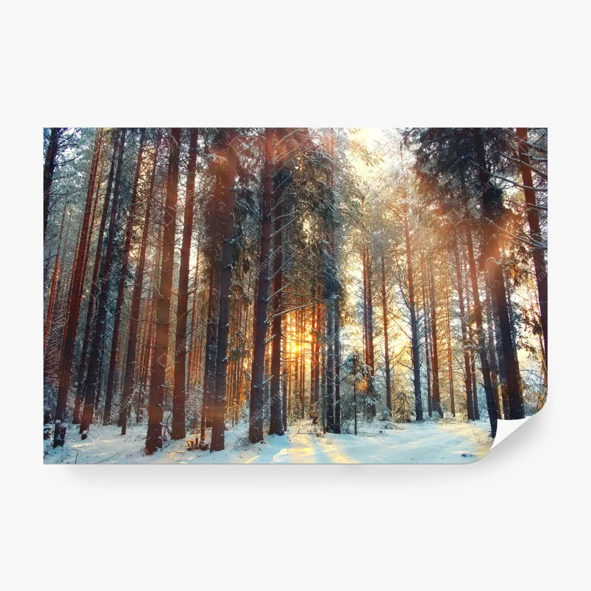 Fototapete winterwald im morgendlichen licht – Pixers®