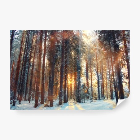 Fototapete winterwald im morgendlichen licht – Pixers®