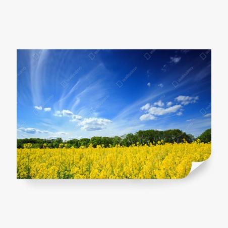 Fototapete polnisches rapsfeld unter blauem himmel – Pixers®