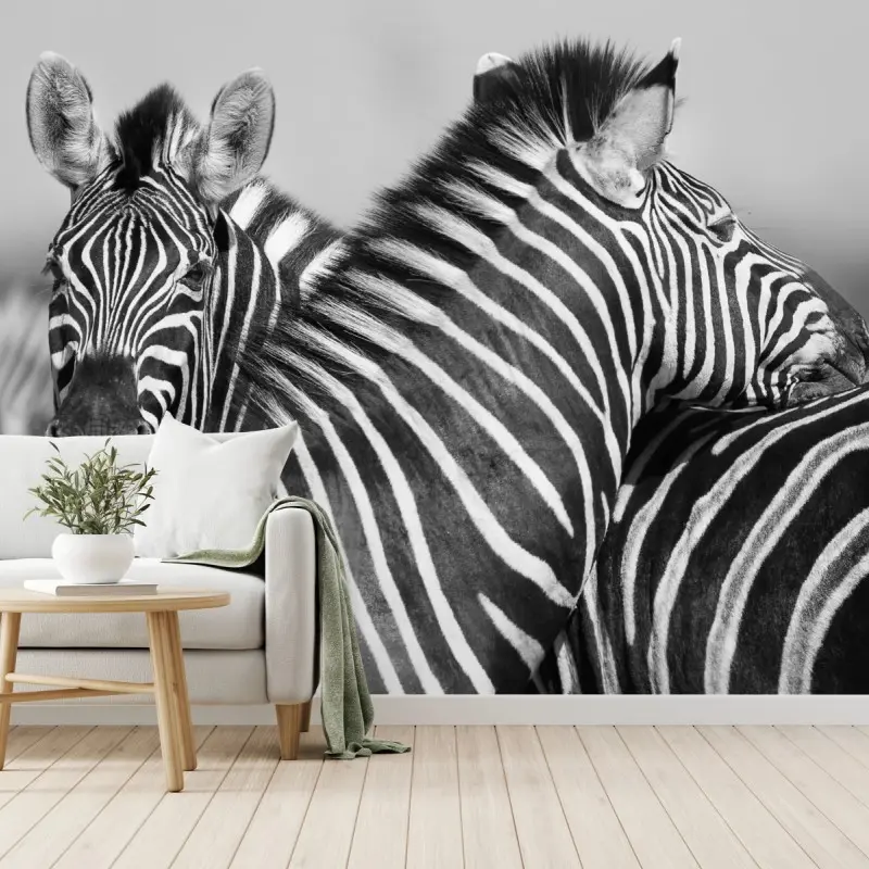 Fototapete verschlungene zebras in monochrom