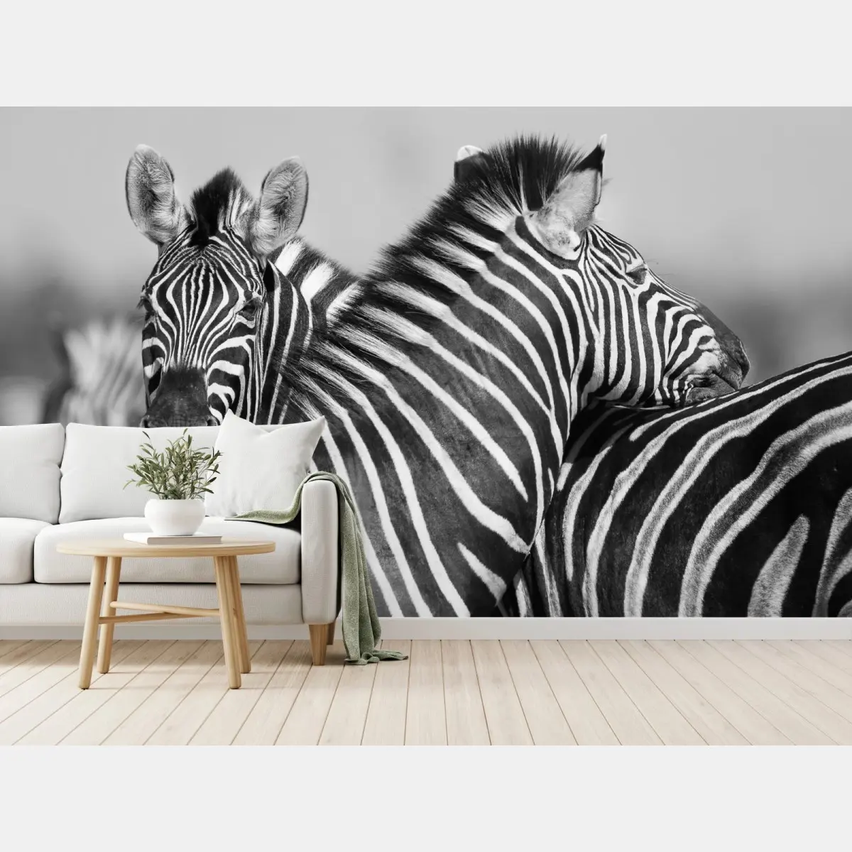 Fototapete verschlungene zebras in monochrom – Pixers®