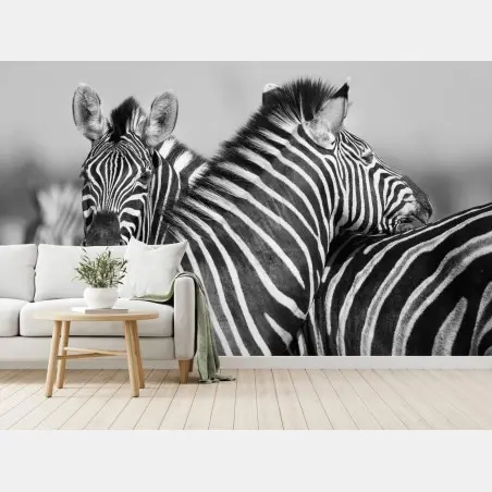 Fototapete verschlungene zebras in monochrom – Pixers®