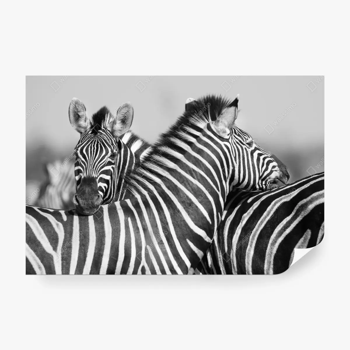Fototapete verschlungene zebras in monochrom – Pixers®