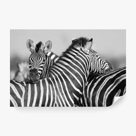 Fototapete verschlungene zebras in monochrom – Pixers®
