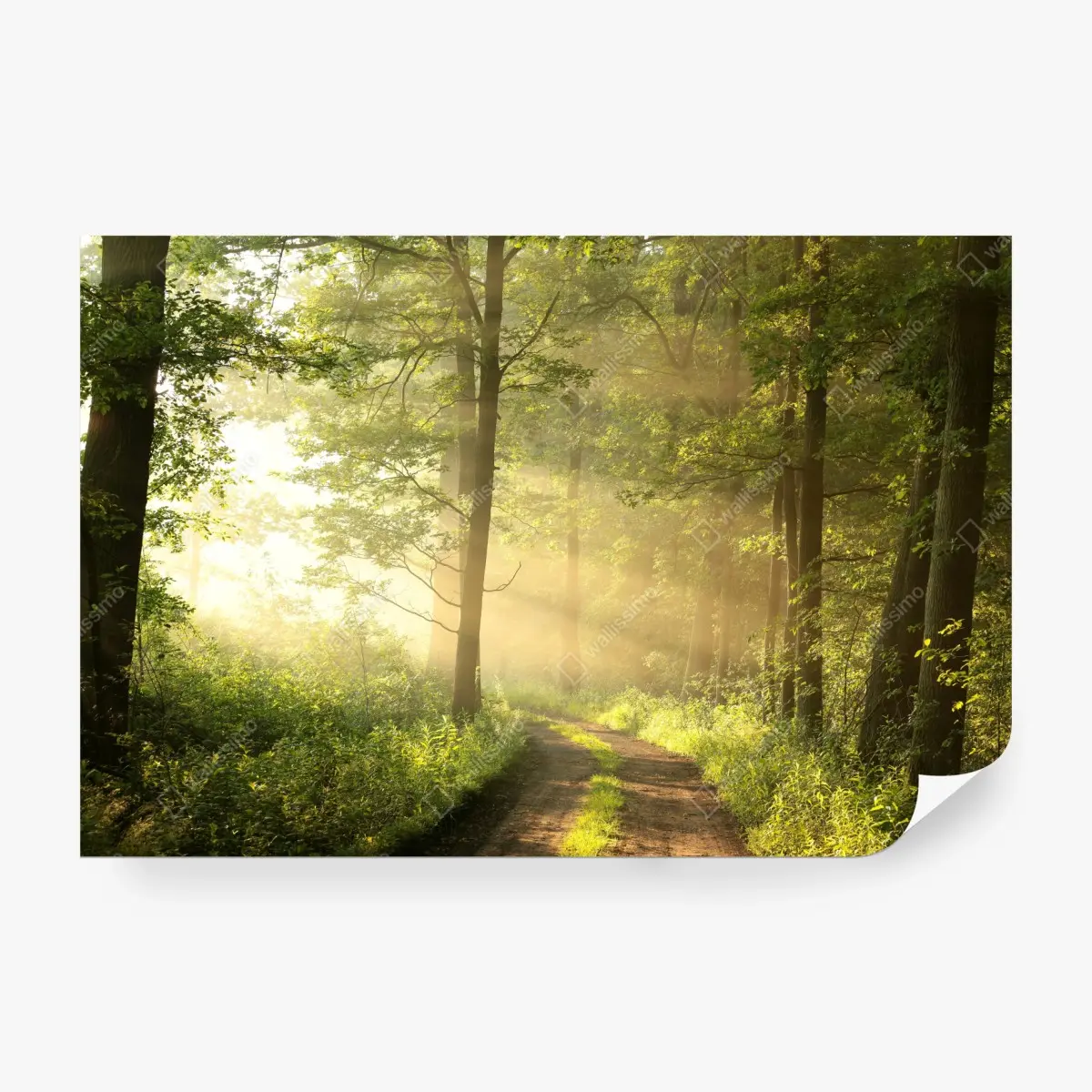 Fototapete morgendliches licht im wald – Pixers®