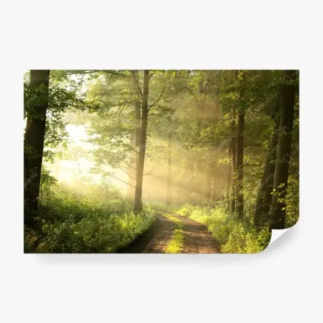 Fototapete morgendliches licht im wald – Pixers®