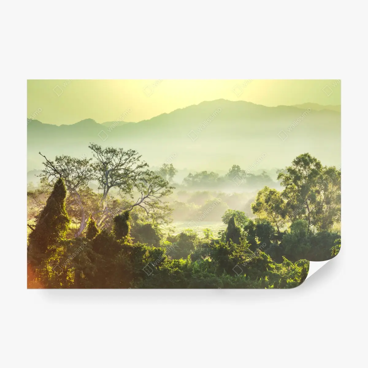 Fototapete nebliger dschungel in Vietnam bei sonnenaufgang – Pixers®