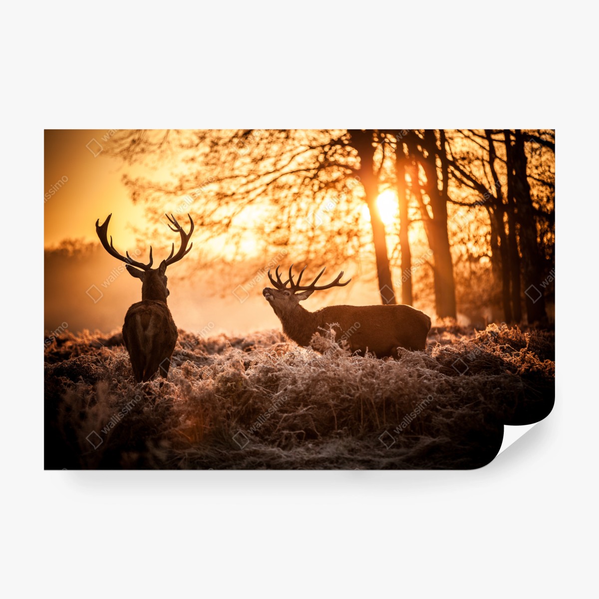 Fototapete goldener sonnenaufgang mit hirschen auf frostiger wiese – Pixers®