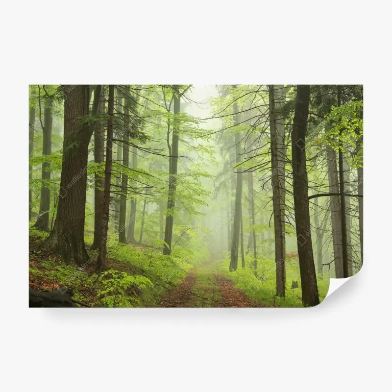 Fototapete nebliger grüner waldpfad