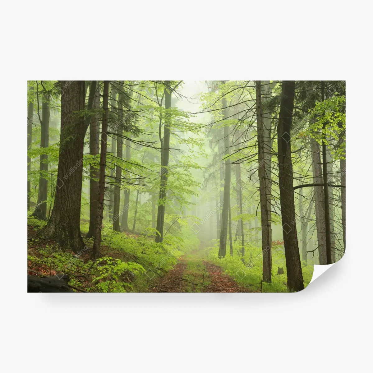 Fototapete nebliger grüner waldpfad – Pixers®