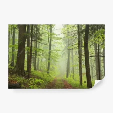 Fototapete nebliger grüner waldpfad – Pixers®