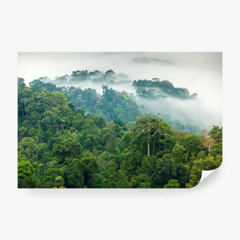 Fototapete morgendlicher nebel über dem wald von Kaeng Krachan