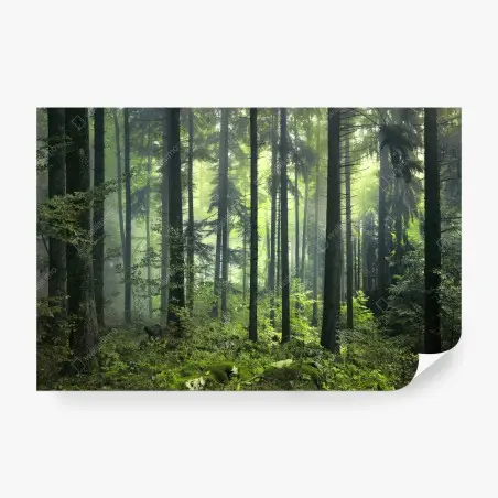 Fototapete mystischer grüner frühlingswald – Pixers®