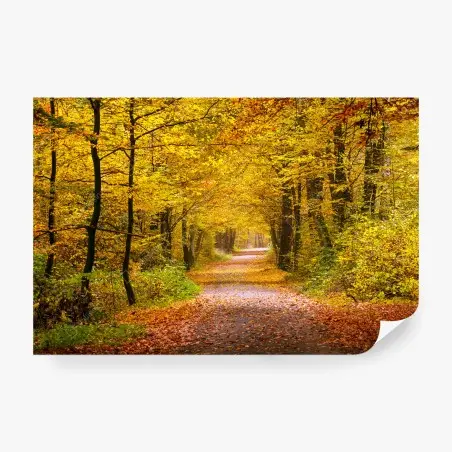 Fototapete goldener herbstwaldweg – Pixers®