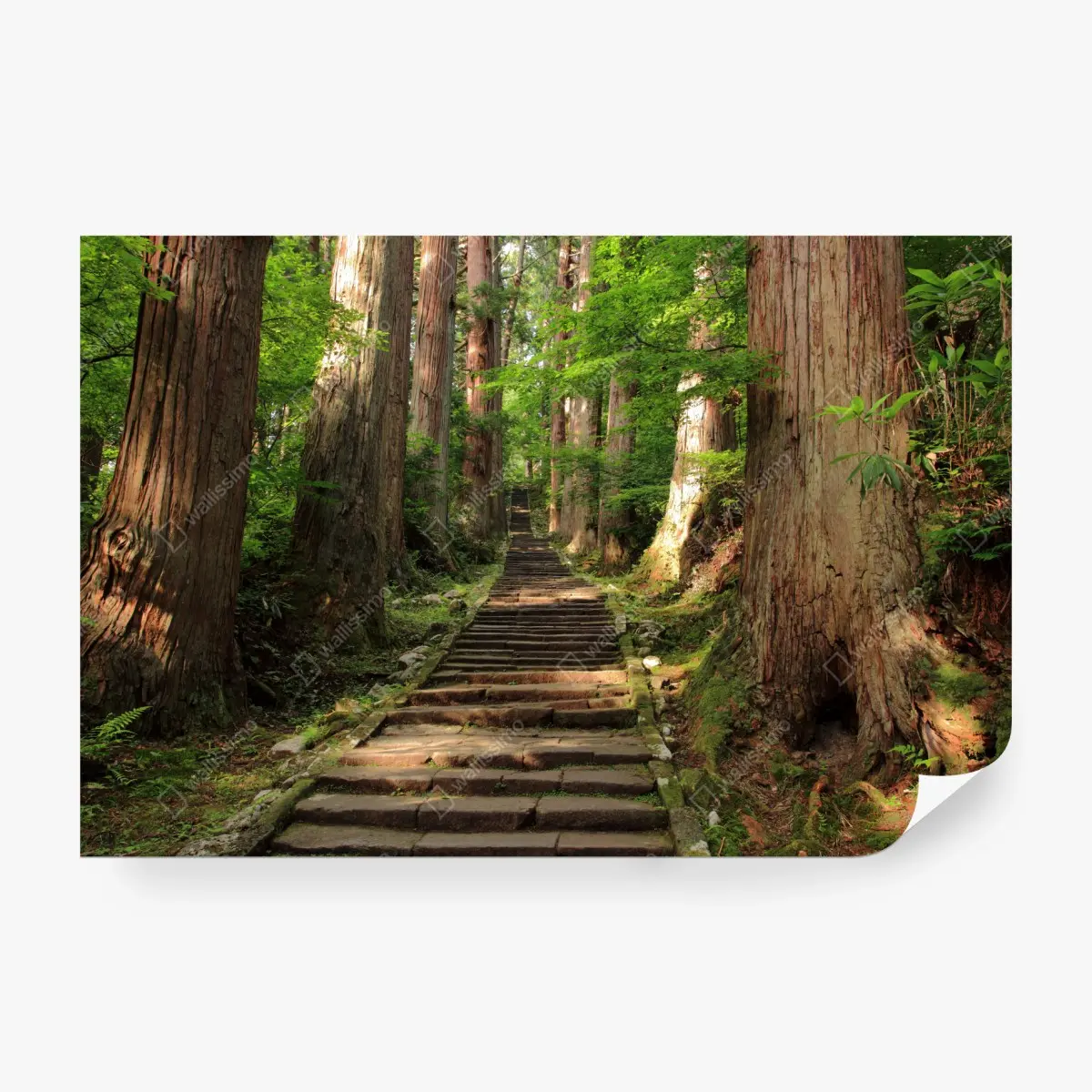 Fototapete steinne treppe im alten wald – Pixers®