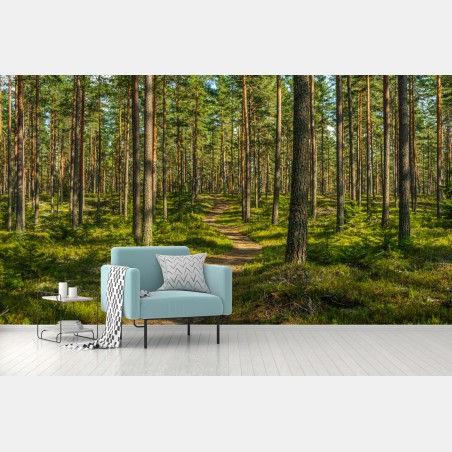Fototapete sonniger kiefernwaldweg – Pixers®