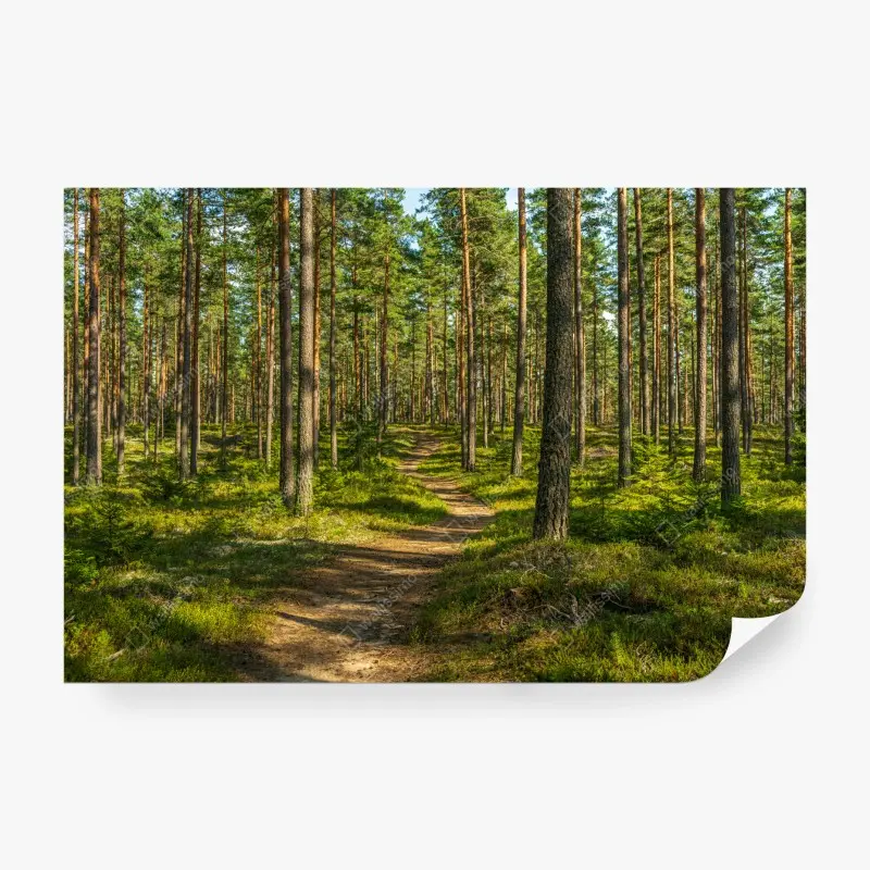 Fototapete sonniger kiefernwaldweg