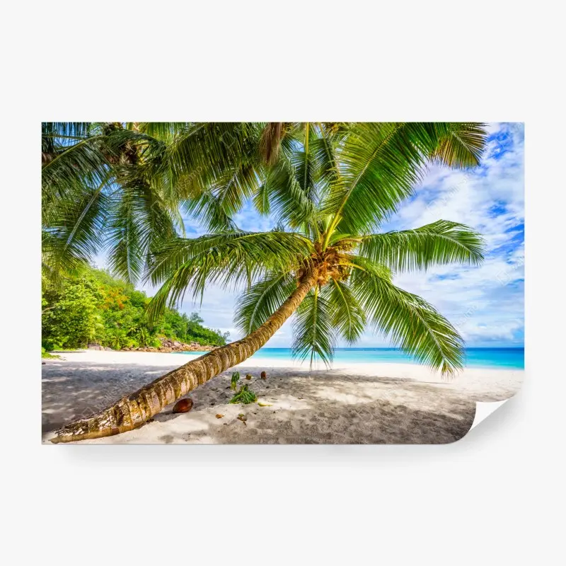 Fototapete tropische palme am weißen sandstrand