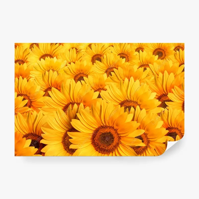 Fototapete goldenes sonnenblumenfeld