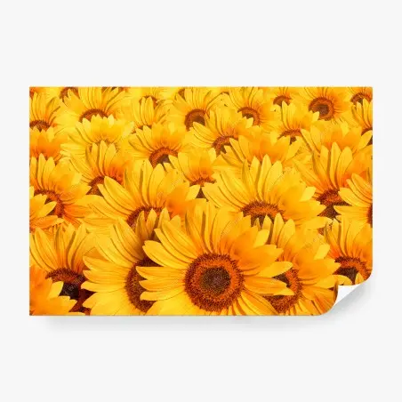Fototapete goldenes sonnenblumenfeld – Pixers®