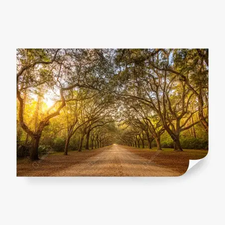 Fototapete sonnenbeschienene eichenallee bei Savannah – Pixers®