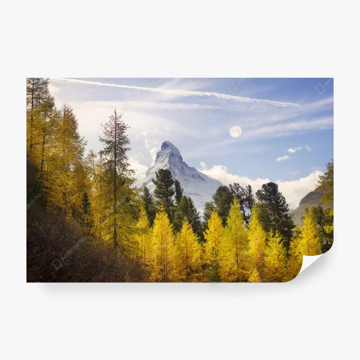 Fototapete goldene lärchen und Matterhorn – Pixers®