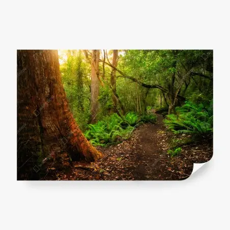 Fototapete urwaldpfad in Tasmanien – Pixers®