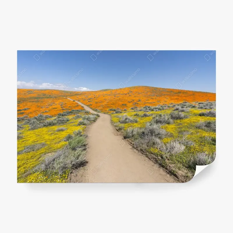 Fototapete pfad durch den mohn-superbloom in Südkalifornien
