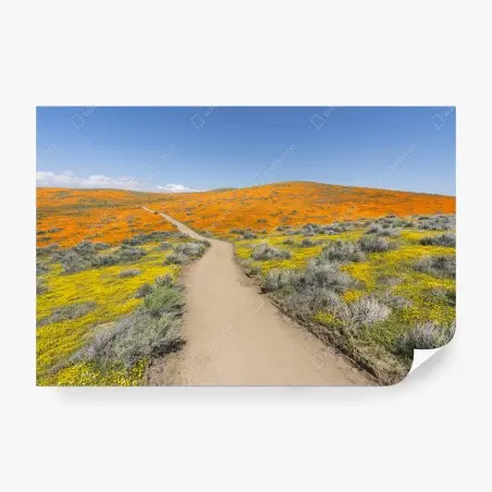 Fototapete pfad durch den mohn-superbloom in Südkalifornien – Pixers®