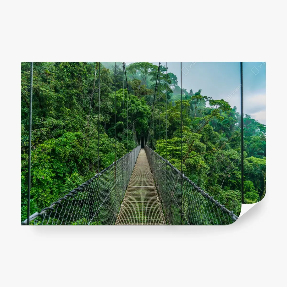 Fototapete hängende brücke im dichten dschungel – Pixers®