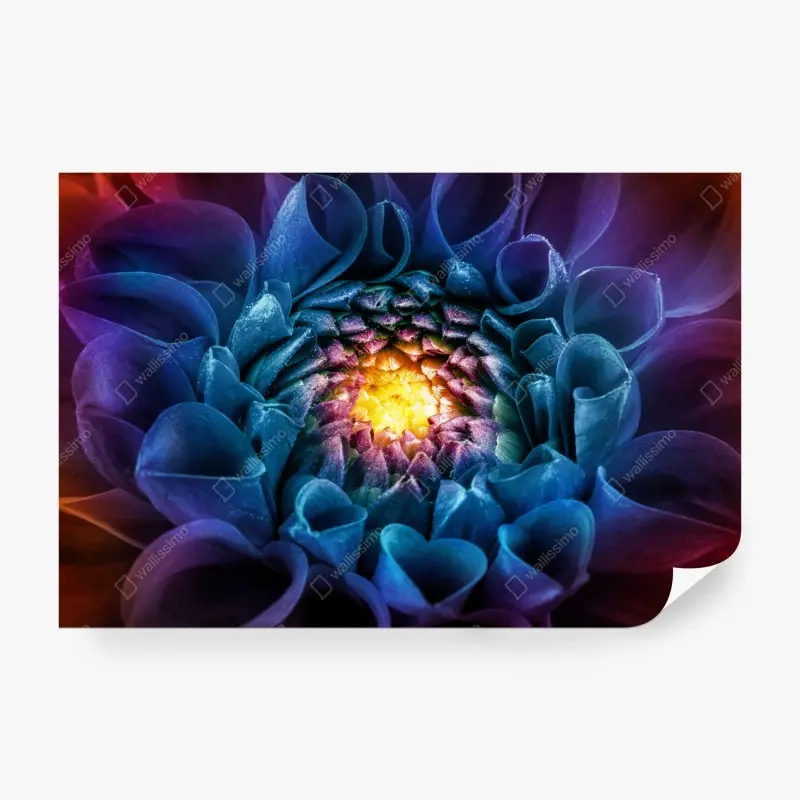 Fototapete leuchtende blaue chrysantheme nahaufnahme