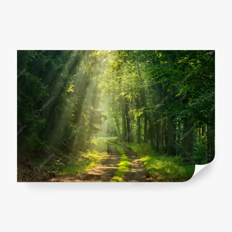 Fototapete sonnenbeschienener waldpfad