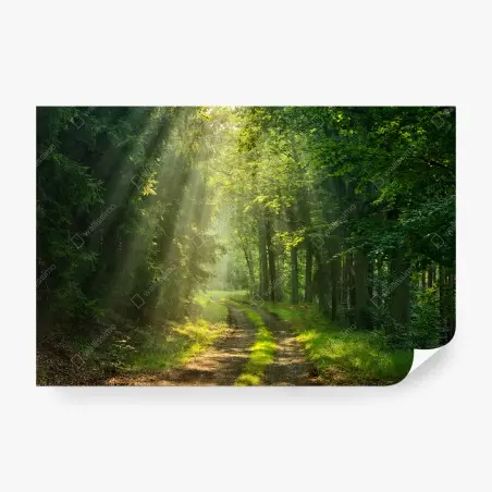 Fototapete sonnenbeschienener waldpfad – Pixers®