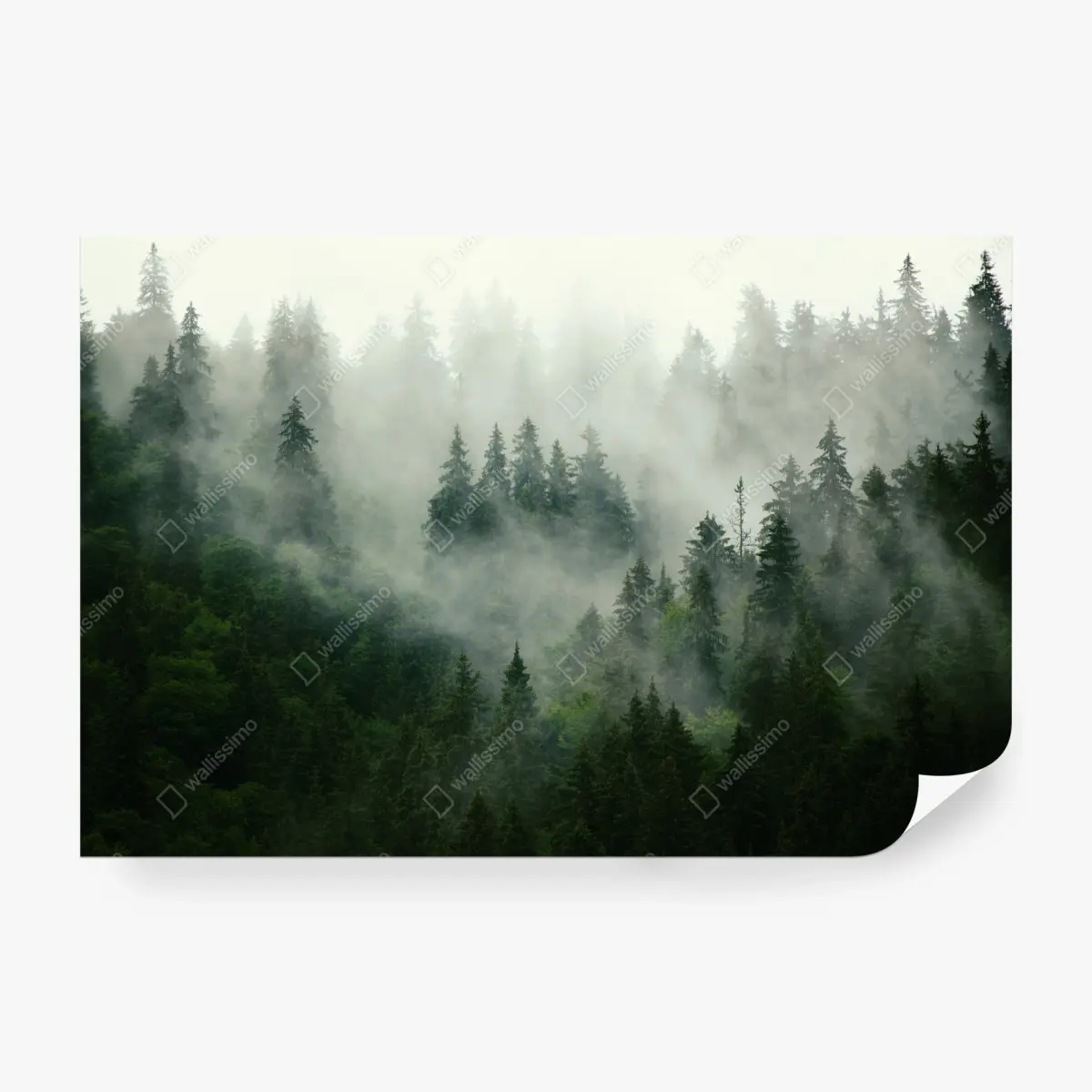 Fototapete nebliger nadelwald – Pixers®